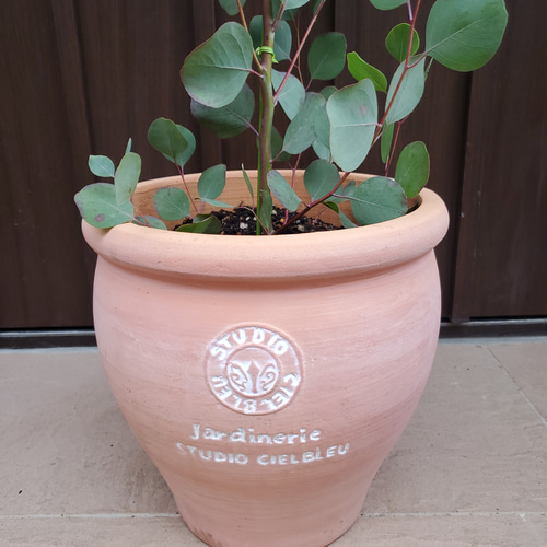 最適な材料 可愛い♪ユーカリ ポポラス テラコッタ鉢植え 苗 シンボルツリー 常緑樹