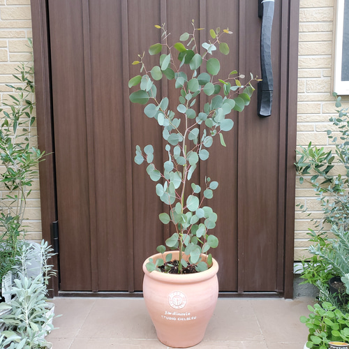 大きめ♪ユーカリポポラス 可愛いテラコッタ鉢植え 苗 - 植物/観葉植物