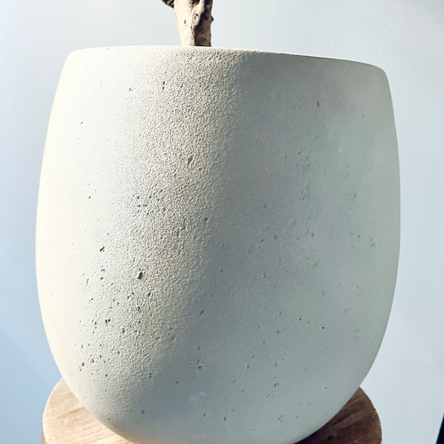 希少】ガジュマル ベビーリーフ テラニアスバルーン Lサイズ 観葉植物