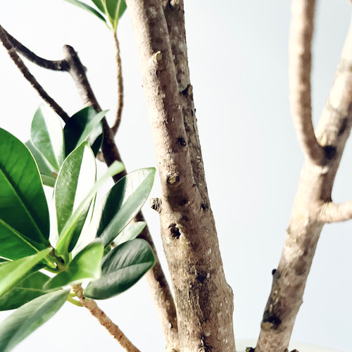 希少】ガジュマル ベビーリーフ テラニアスバルーン Lサイズ 観葉植物