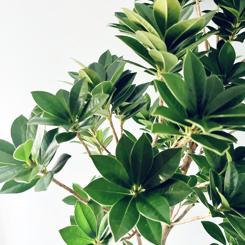 希少】ガジュマル ベビーリーフ テラニアスバルーン Lサイズ 観葉植物