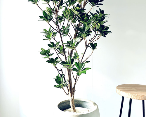 69279038a56658383dc92710f97ff0