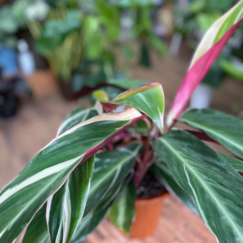 カラテアトリオスター ♻️リユース観葉植物