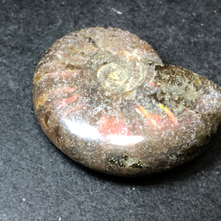 アンモナイト化石　② 3枚目の画像