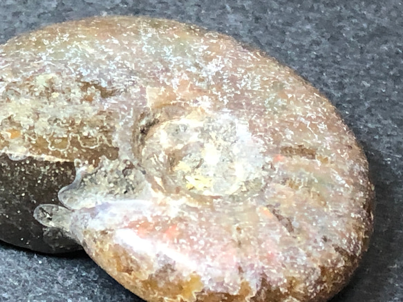 アンモナイト化石　② 6枚目の画像