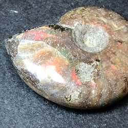 アンモナイト化石　② 7枚目の画像