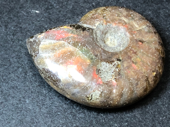 アンモナイト化石　② 7枚目の画像