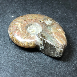 アンモナイト化石　② 9枚目の画像