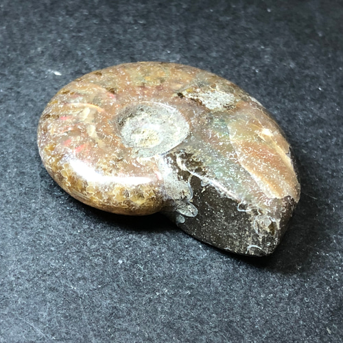 化石 F-2 B-4 D-4 化石 F-2 B-4 D-4 79-83