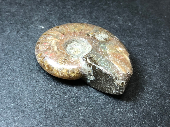 アンモナイト化石　② 9枚目の画像