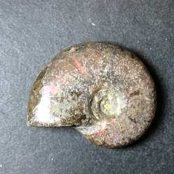アンモナイト化石　② 2枚目の画像