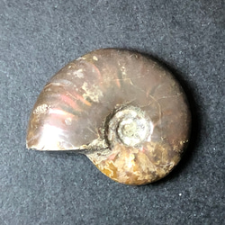 アンモナイト化石 ① その他インテリア雑貨 blowmam 通販｜Creema