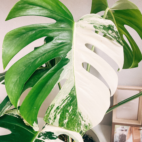現品］【希少】 モンステラ ボルシギアナ 白 斑入り 観葉植物 綺麗