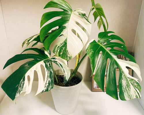 現品］【希少】 モンステラ ボルシギアナ 白 斑入り 観葉植物 綺麗