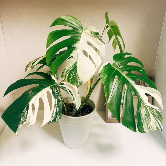 希少 観葉植物 斑入りモンステラ ボルシギアナ 株分け 現品］【希少