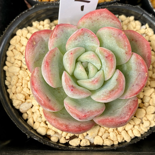 SALE】アイスベリー 韓国苗 多肉植物 多肉植物 プクニク 通販 14762684