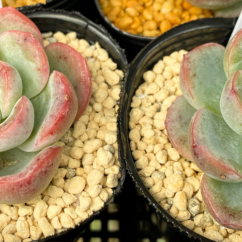 SALE】アイスベリー 韓国苗 多肉植物 多肉植物 プクニク 通販 14762684