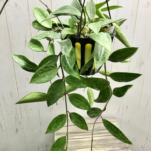 株立ち ホヤ プビカリクス Hoya pubicalyx シルバーピンク 5号
