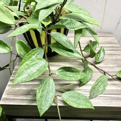 株立ち ホヤ プビカリクス Hoya pubicalyx シルバーピンク 5号