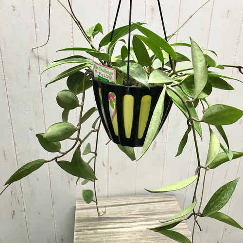 株立ち ホヤ プビカリクス Hoya pubicalyx シルバーピンク 5号