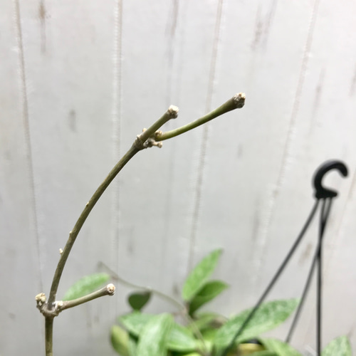 Hoya Pubicalyx silverghost ホヤ 吊り鉢 Hoya Pubicalyx silverghost ホヤ 吊り鉢