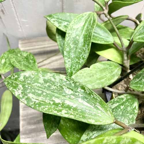 株立ち ホヤ プビカリクス Hoya pubicalyx シルバーピンク 5号