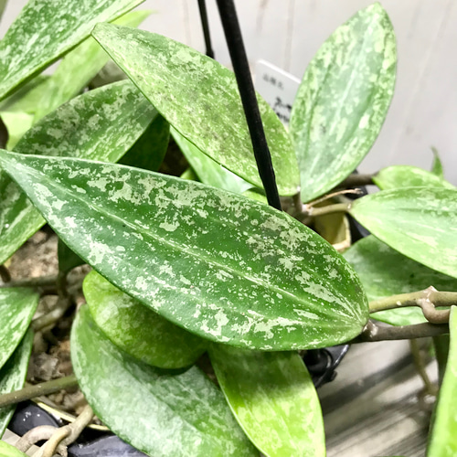 Hoya Pubicalyx silverghost ホヤ 吊り鉢 ホヤ シルバーピンク I インドアプランツ I プラントソサエティ