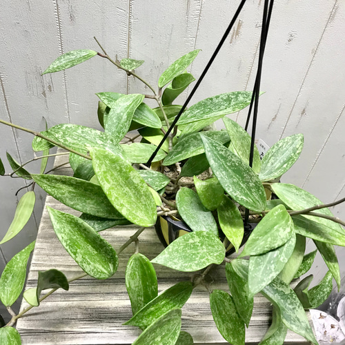 株立ち ホヤ プビカリクス Hoya pubicalyx シルバーピンク 5号