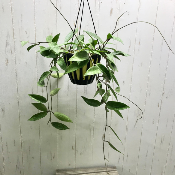 Hoya Pubicalyx silverghost ホヤ 吊り鉢 Hoya Pubicalyx silverghost ホヤ 吊り鉢 Hoya Pubicalyx