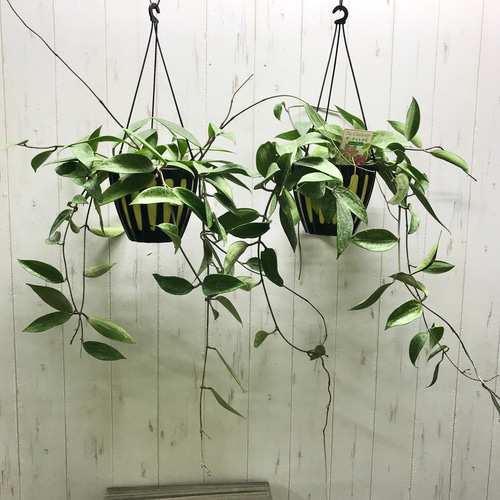 Hoya Pubicalyx silverghost ホヤ 吊り鉢 Hoya Pubicalyx silverghost ホヤ 吊り鉢