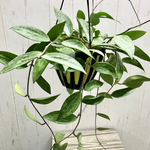 Hoya Pubicalyx silverghost ホヤ 吊り鉢 株立ち ホヤ プビカリクス Hoya pubicalyx シルバーピンク 5号