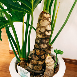 ［現品］　フィロデンドロン　セローム　根上り　観葉植物　かっこいい　サトイモ科　プラスチック鉢　8号 11枚目の画像