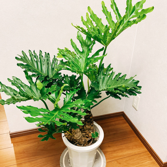 ［現品］　フィロデンドロン　セローム　根上り　観葉植物　かっこいい　サトイモ科　プラスチック鉢　8号 4枚目の画像