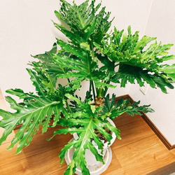 ［現品］　フィロデンドロン　セローム　根上り　観葉植物　かっこいい　サトイモ科　プラスチック鉢　8号 9枚目の画像