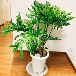 フィロデンドロン　セローム　根上り　かっこいい 現品］ フィロデンドロン セローム 根上り 観葉植物 かっこいい