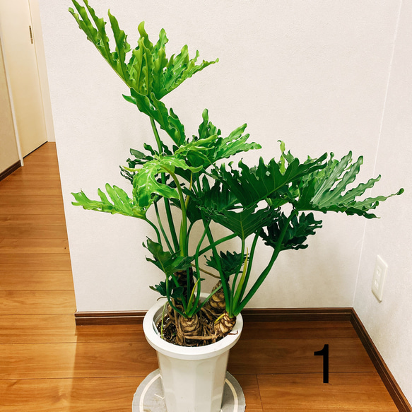 ［現品］　フィロデンドロン　セローム　根上り　観葉植物　かっこいい　サトイモ科　プラスチック鉢　8号 2枚目の画像