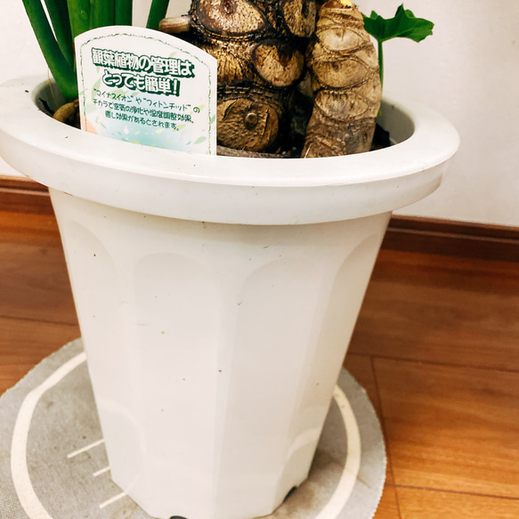 ［現品］　フィロデンドロン　セローム　根上り　観葉植物　かっこいい　サトイモ科　プラスチック鉢　8号 12枚目の画像