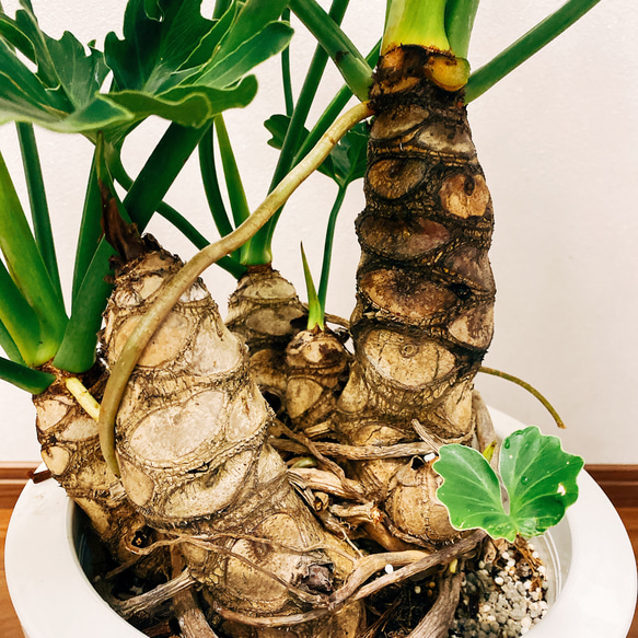 ［現品］　フィロデンドロン　セローム　根上り　観葉植物　かっこいい　サトイモ科　プラスチック鉢　8号 7枚目の画像