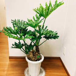 ［現品］　フィロデンドロン　セローム　根上り　観葉植物　かっこいい　サトイモ科　プラスチック鉢　8号 3枚目の画像