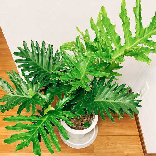 現品］ フィロデンドロン セローム 根上り 観葉植物 かっこいい