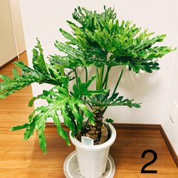 ［現品］　フィロデンドロン　セローム　根上り　観葉植物　かっこいい　サトイモ科　プラスチック鉢　8号 8枚目の画像