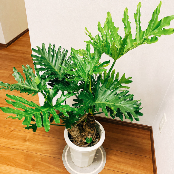 ［現品］　フィロデンドロン　セローム　根上り　観葉植物　かっこいい　サトイモ科　プラスチック鉢　8号 5枚目の画像