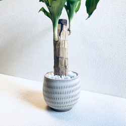 ハイドロカルチャー　ドラセナ　マッサン　ゲアナ　幸福の木　小石原焼　飛びかんな　陶器　観葉植物 8枚目の画像