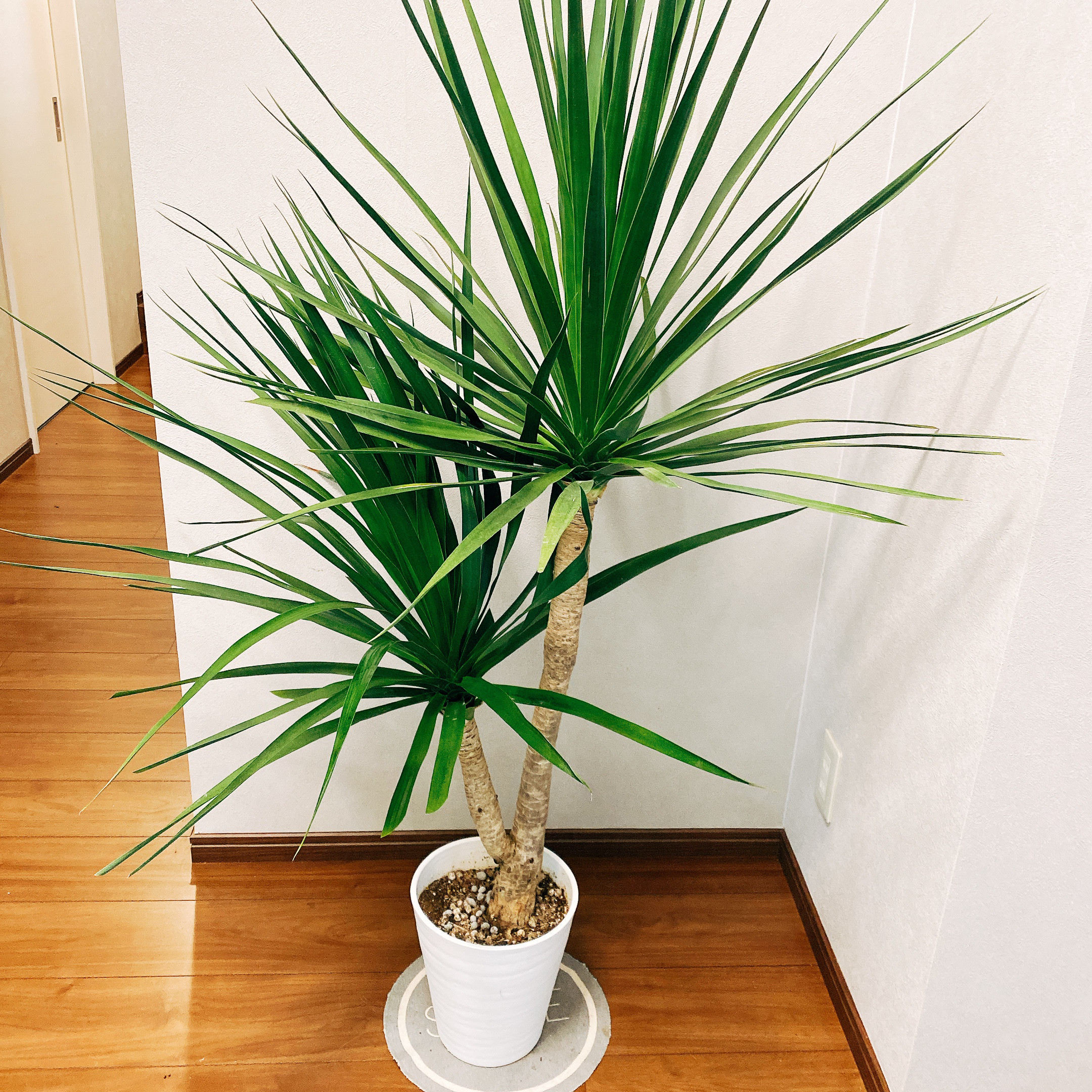 現品］【希少】ドラセナ カンボジアーナ 観葉植物 大型 セラアート鉢 