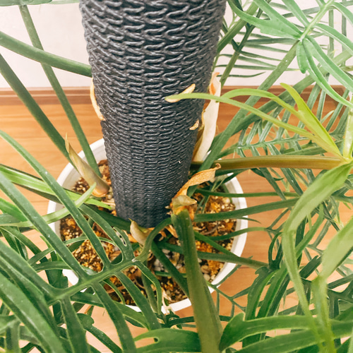 現品］【希少】フィロデンドロン トータム 個性的 観葉植物 大きめ