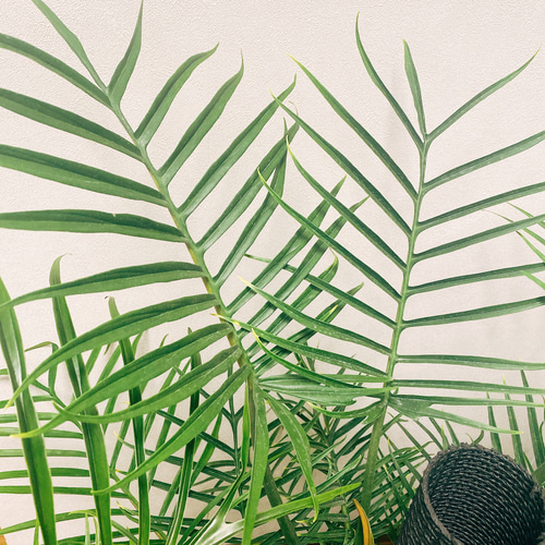 現品］【希少】フィロデンドロン トータム 個性的 観葉植物 大きめ