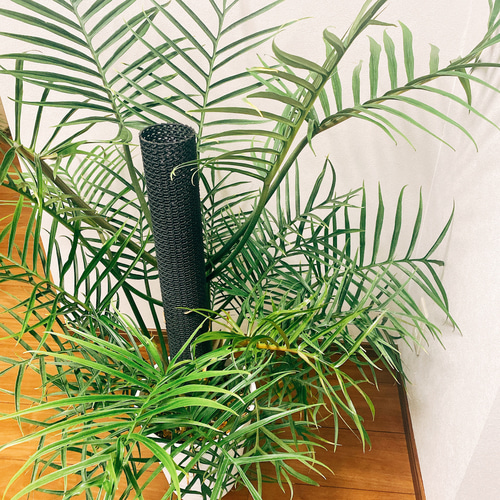 現品］【希少】フィロデンドロン トータム 個性的 観葉植物 大きめ