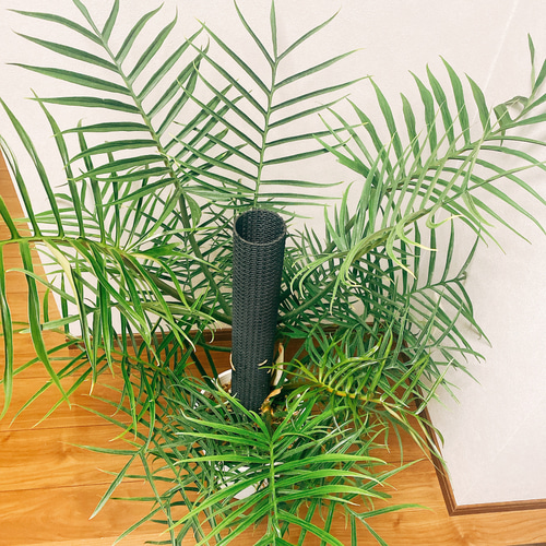 現品］【希少】フィロデンドロン トータム 個性的 観葉植物 大きめ