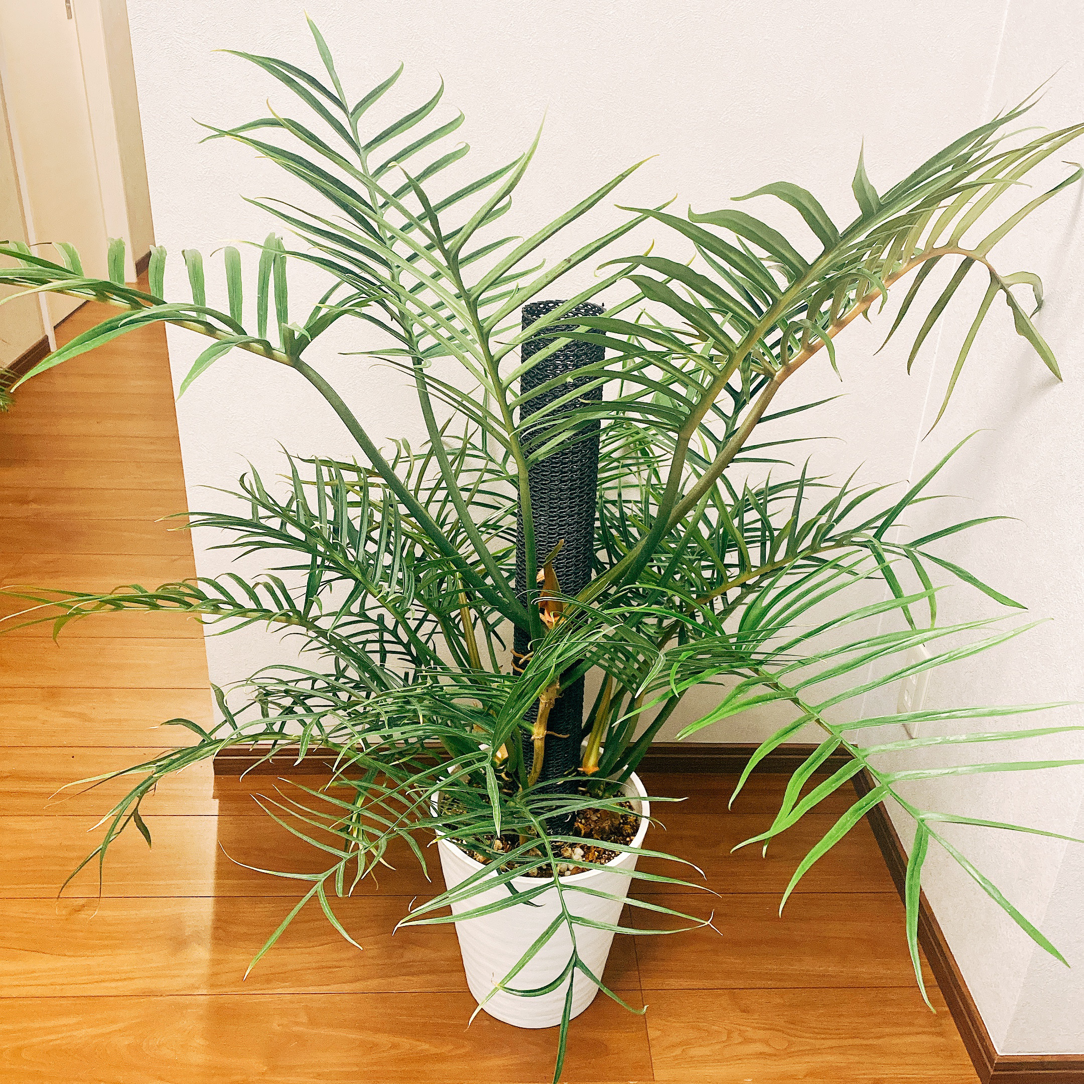 希少種 フィロデンドロン トータム