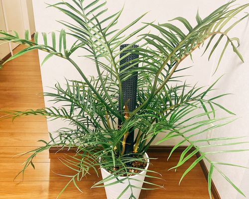 現品］【希少】フィロデンドロン トータム 個性的 観葉植物 大きめ